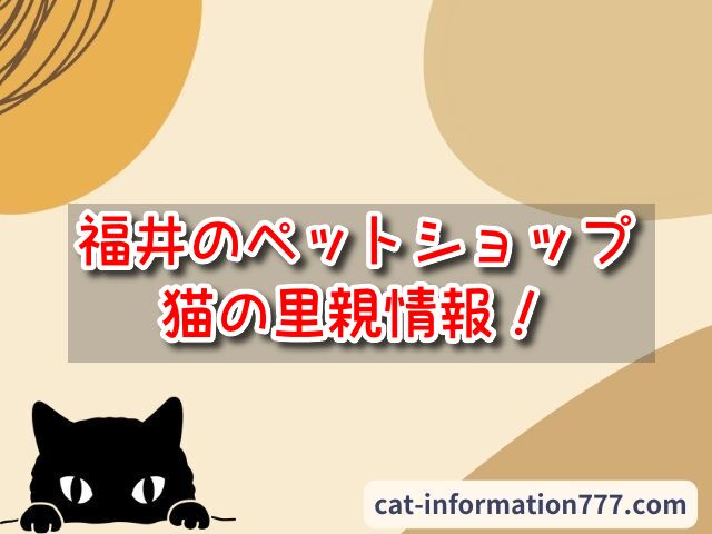 福井】ペットショップ売れ残りの猫を引き取りたい時は？里親募集のある譲渡会場所！｜にゃんこ情報局