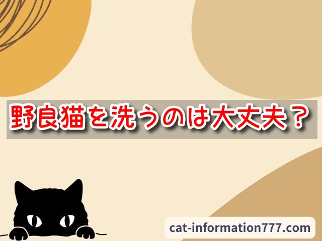 野良猫　洗う