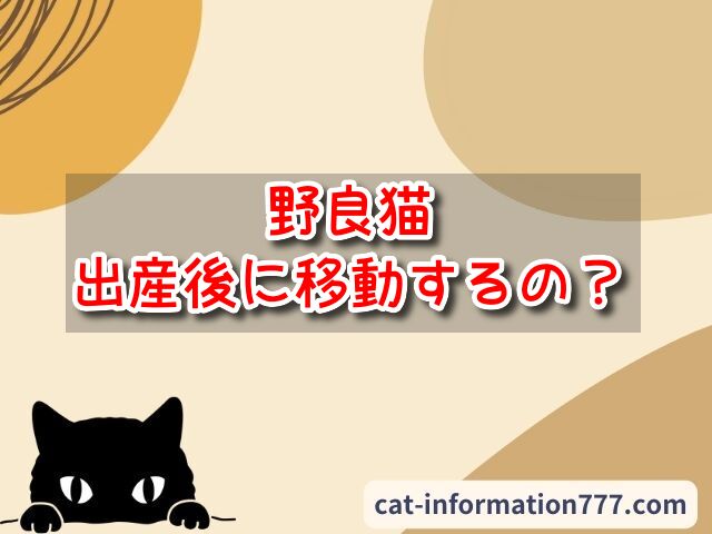 野良猫　出産後