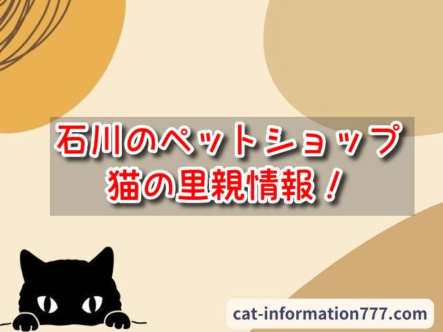 石川県「子猫差し上げます」の里親募集はあるの？ペットショップ売れ残りの猫を引き取りたい時は？｜にゃんこ情報局