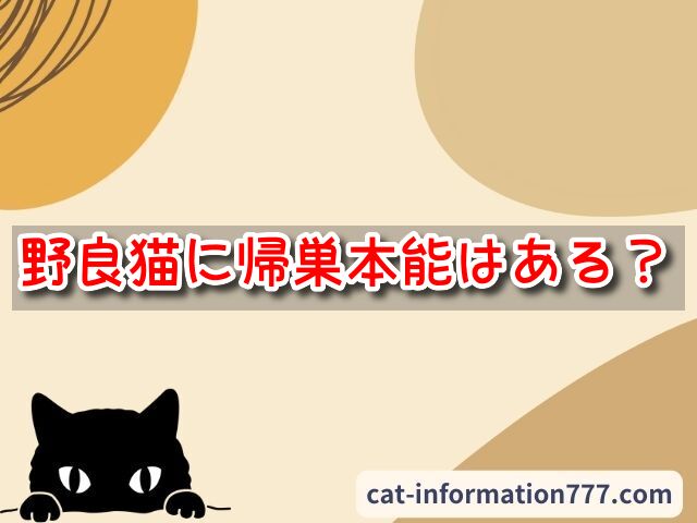 野良猫　帰巣本能