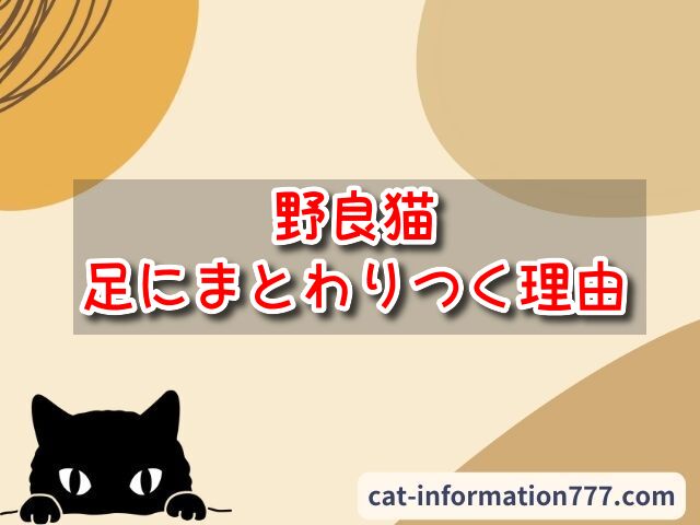 野良猫　足にまとわりつく