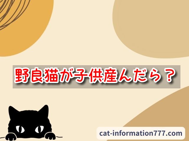 野良猫　子供