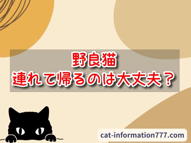 野良猫　連れて帰る