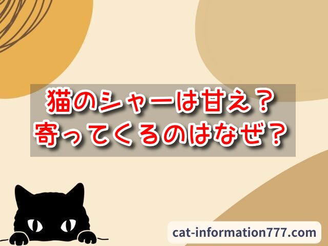 猫　シャー