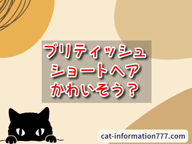 ブリティッシュショートヘア　かわいそう