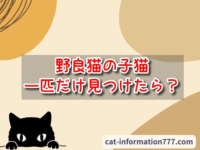 野良猫　子猫