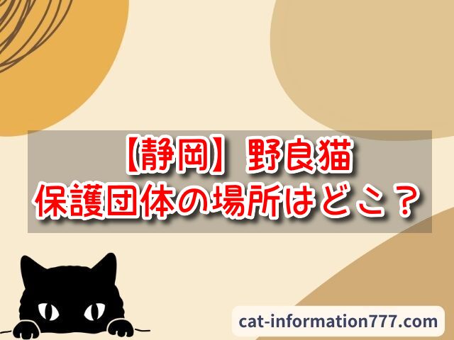 ねこねこゴーゴー放送予定2024年の日程いつ？テレビ地上波やBS・CSの予定を調べてみた！｜にゃんこ情報局