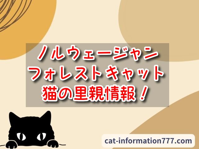 ノルウェージャンフォレストキャット　猫の里親情報！