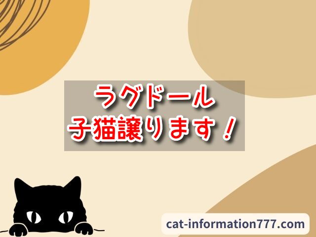 ラグドール　子猫