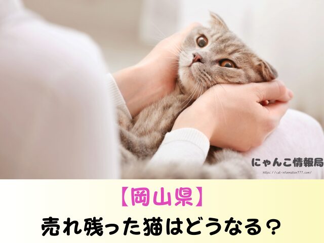 岡山県 ペットショップ 猫 売れ残り どうなる 里親募集 譲渡会 場所