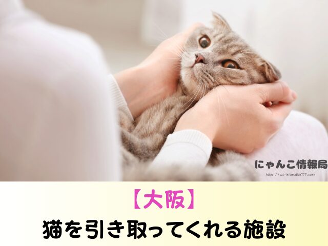 大阪 猫を引き取ってくれる施設 信頼 動物愛護団体