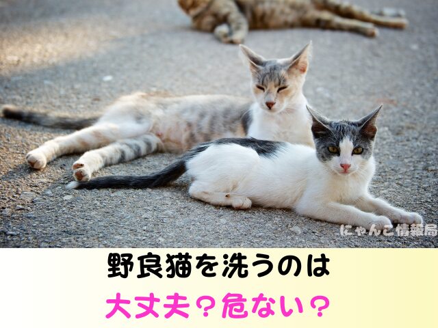 野良猫 洗うのは大丈夫 保護した子猫 触り方 接し方 お風呂 入れる方法