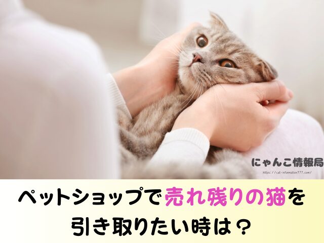 青森 ペットショップ 売れ残り 猫 里親 譲渡会 場所