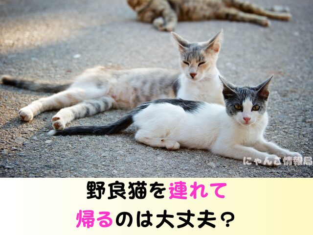 野良猫を連れて帰る　役所への連絡　ワクチン接種　飼い方