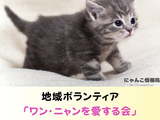 青森 ペットショップ 売れ残り 猫 里親 譲渡会 場所