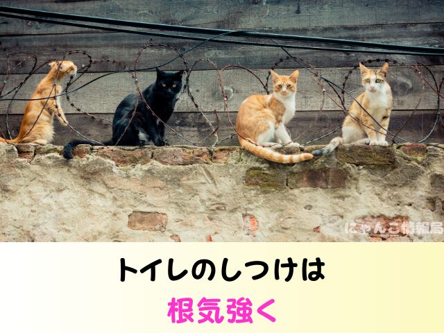 野良猫を連れて帰る　役所への連絡　ワクチン接種　飼い方