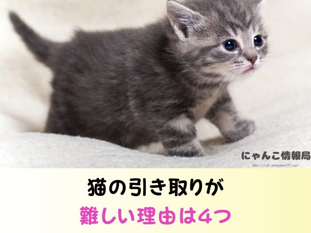 大阪 猫を引き取ってくれる施設 信頼 動物愛護団体