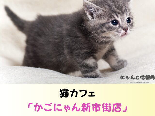 熊本県 猫 売れ残り 引き取れる 信用 里親 譲渡会 場所