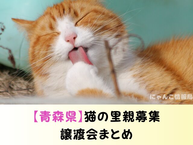 青森 ペットショップ 売れ残り 猫 里親 譲渡会 場所