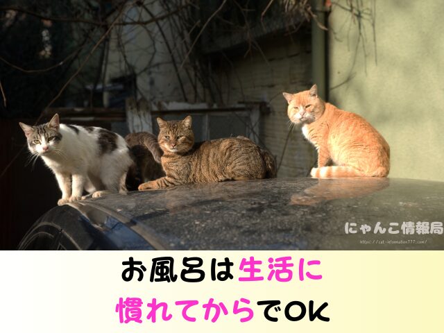 野良猫を連れて帰る　役所への連絡　ワクチン接種　飼い方