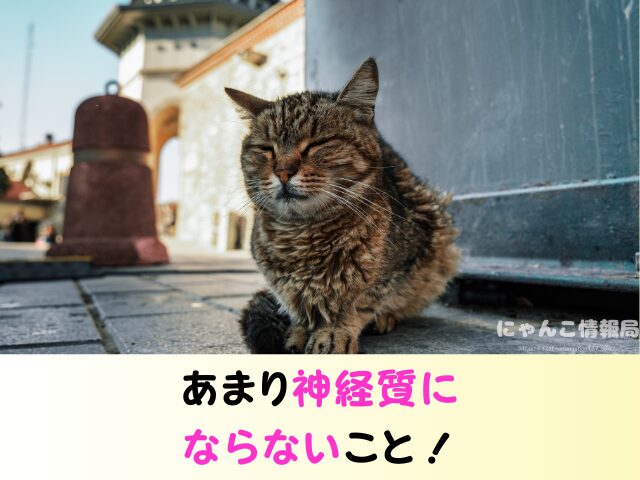 野良猫を連れて帰る　役所への連絡　ワクチン接種　飼い方