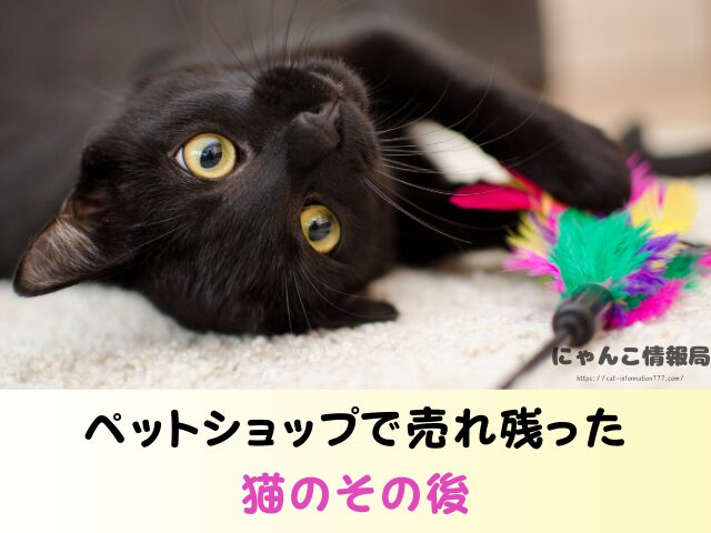 岡山県 ペットショップ 猫 売れ残り どうなる 里親募集 譲渡会 場所