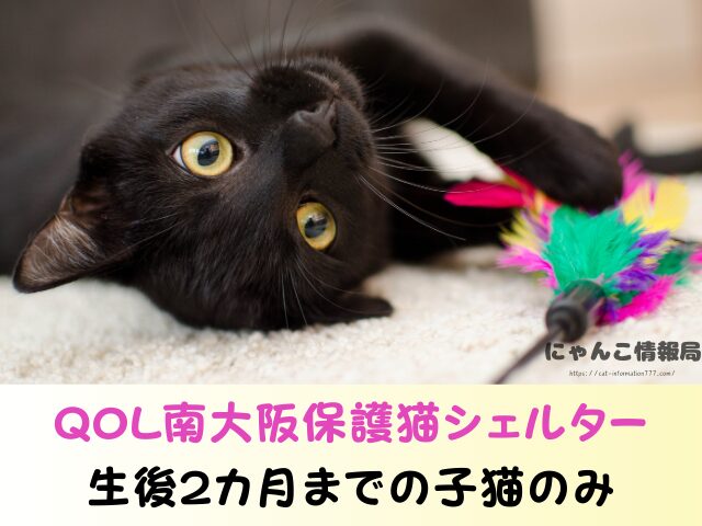大阪 猫を引き取ってくれる施設 信頼 動物愛護団体