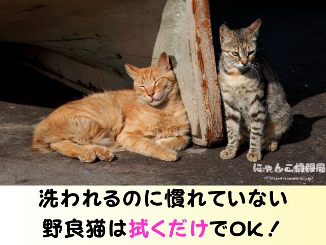 野良猫 洗うのは大丈夫 保護した子猫 触り方 接し方 お風呂 入れる方法