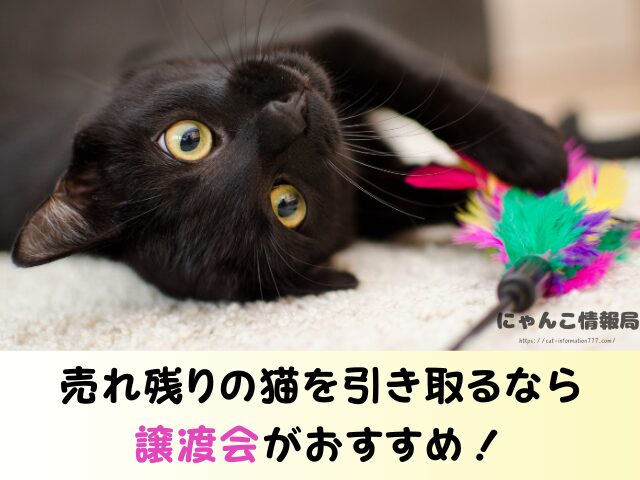 青森 ペットショップ 売れ残り 猫 里親 譲渡会 場所