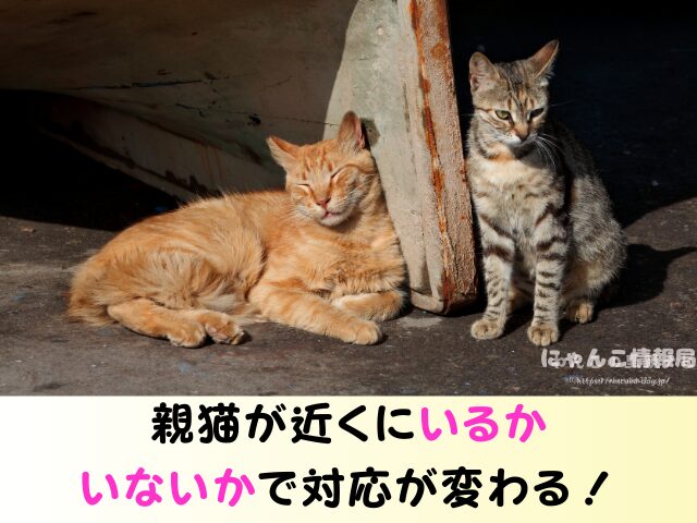 野良猫 子供産んだら? 動物病院 保健所 警察 どこに通報