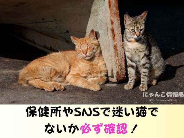 野良猫を連れて帰る　役所への連絡　ワクチン接種　飼い方