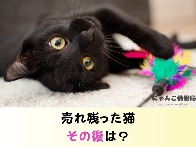 熊本県 猫 売れ残り 引き取れる 信用 里親 譲渡会 場所