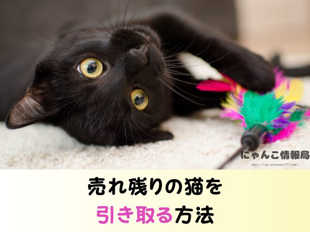 三重県 猫 売れ残り 引き取れる 信用 里親 譲渡会 場所
