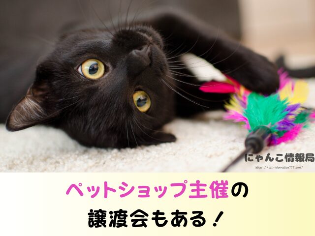 新潟 ペットショップ 猫 売れ残り 引き取れる 里親募集 譲渡会 場所