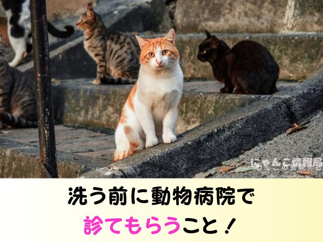 野良猫 洗うのは大丈夫 保護した子猫 触り方 接し方 お風呂 入れる方法