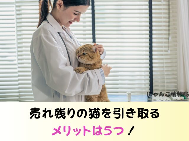 青森 ペットショップ 売れ残り 猫 里親 譲渡会 場所