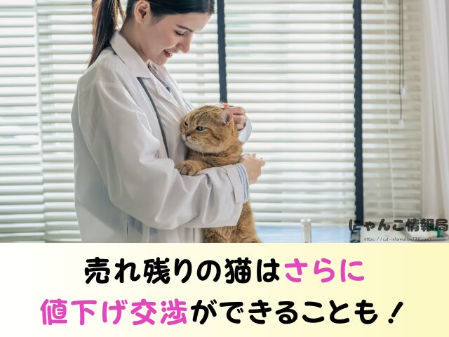 沖縄 ペットショップ 売れ残り 猫 里親 譲渡会 場所