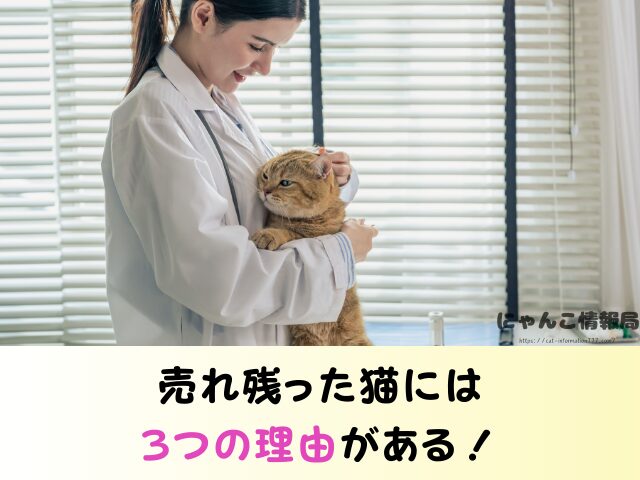 滋賀県 ペットショップ 猫 売れ残り 引き取れる 里親募集 譲渡会 場所