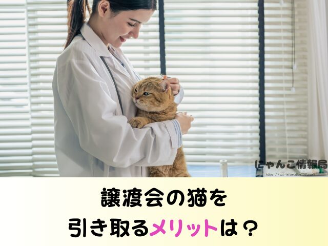 三重県 猫 売れ残り 引き取れる 信用 里親 譲渡会 場所