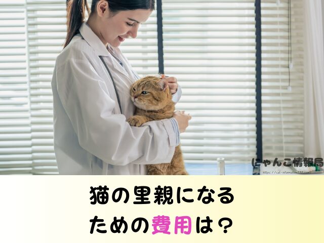 新潟 ペットショップ 猫 売れ残り 引き取れる 里親募集 譲渡会 場所