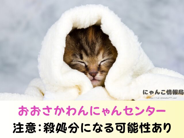 大阪 猫を引き取ってくれる施設 信頼 動物愛護団体