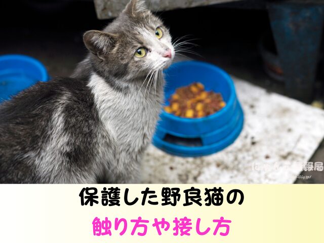 野良猫 洗うのは大丈夫 保護した子猫 触り方 接し方 お風呂 入れる方法