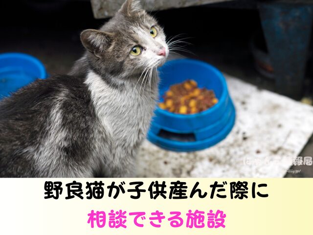 野良猫 子供産んだら? 動物病院 保健所 警察 どこに通報