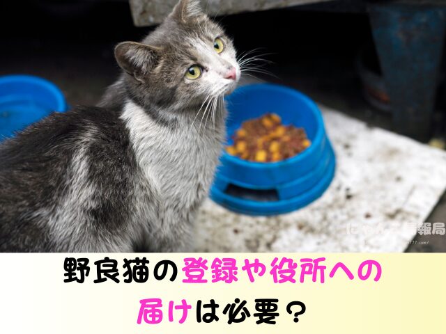 野良猫を連れて帰る　役所への連絡　ワクチン接種　飼い方