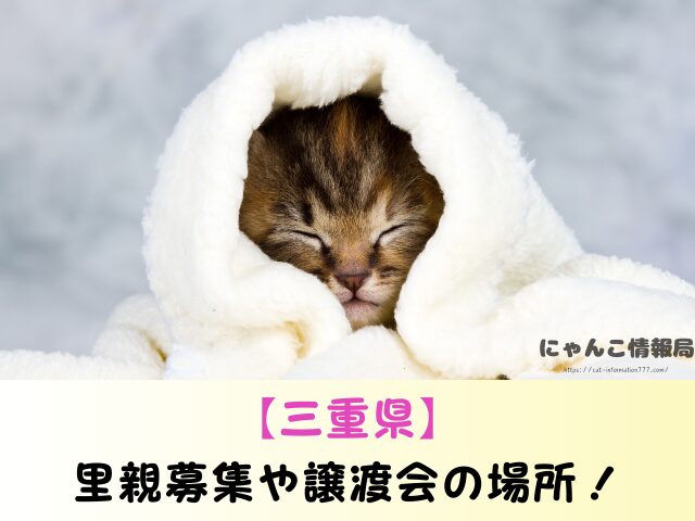 三重県 猫 売れ残り 引き取れる 信用 里親 譲渡会 場所