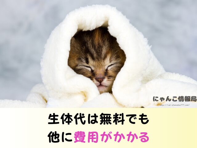 新潟 ペットショップ 猫 売れ残り 引き取れる 里親募集 譲渡会 場所