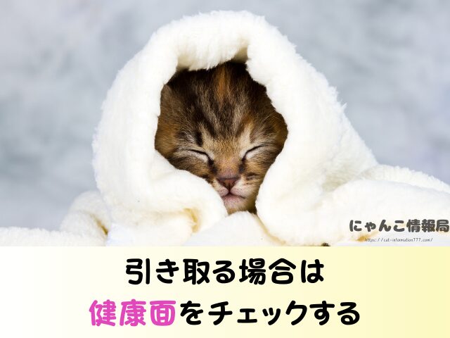 宮崎県 ペットショップ 猫 売れ残り 引き取れる 里親募集 譲渡会 場所