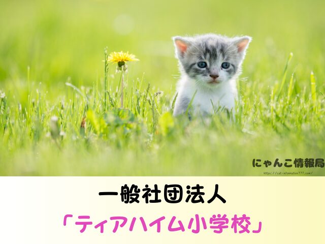 岡山県 ペットショップ 猫 売れ残り どうなる 里親募集 譲渡会 場所