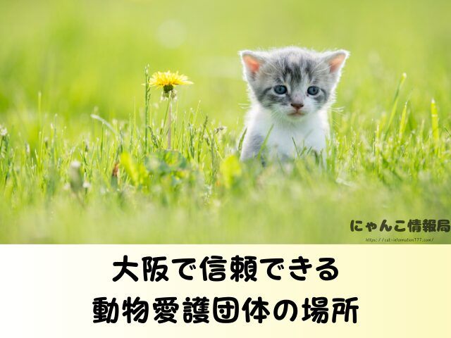 大阪 猫を引き取ってくれる施設 信頼 動物愛護団体